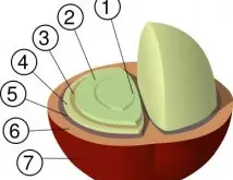 咖啡的解剖学 咖啡豆的内部的结构图