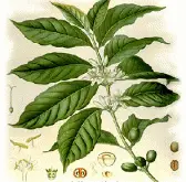 咖啡豆的种类 主要产国及其著名的咖啡