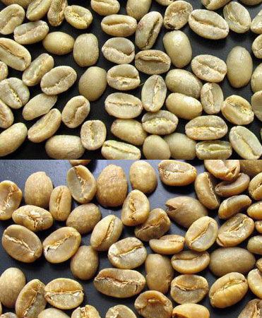 咖啡生豆分级的方法有两种 大小以筛目为单位size 中国咖啡网