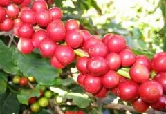 世界咖啡主要产地 亚洲及太平洋地区咖啡产地
