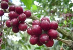 咖啡豆原始种 波旁咖啡品种如何种植