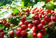 与咖啡的零距离接触 咖啡源自埃塞俄比亚的咖发