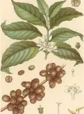 精品咖啡种类介绍 咖啡是茜草科家族的咖啡属