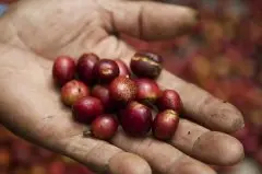 印度咖啡豆惊奇发现 咖啡豆基础常识