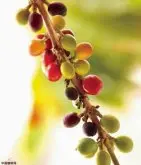 咖啡树特性 咖啡树种植的要求