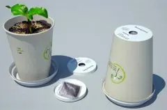 在咖啡杯里种花种草 咖啡杯可以栽种