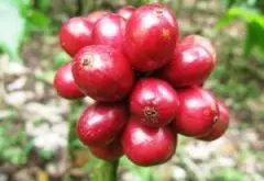 埃塞俄比亚咖啡四大栽培系统详细分析