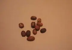 咖啡豆选购技巧 如何选择咖啡豆？ 怎么选择咖啡豆？