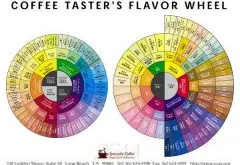 SCAA风味轮 Coffee Tasters Flavor Wheel 中英双语 PDF下载