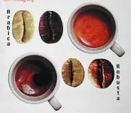 阿拉比卡(arabica)与罗布斯塔(Robusta)咖啡和咖啡豆的区别