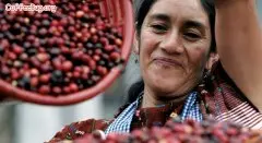 危地马拉咖啡 危地马拉的咖啡品种
