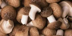天然的有机肥料“咖啡渣”种蘑菇