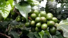 中国咖啡豆产量即将增加
