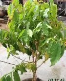 盆栽咖啡树 咖啡种子应该怎样种与打理？