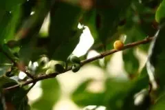 咖啡树种植需要什么条件？