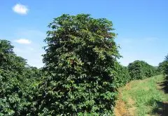 咖啡的烘焙与种类 咖啡树种植