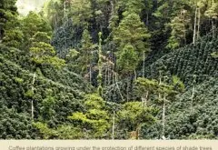 危地马拉咖啡种植环境 瓜地马拉咖啡种植