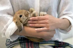 兔子咖啡店 能和小动物亲密接触的咖啡店