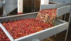 咖啡豆处理方式介绍--水洗处理法(Washed)