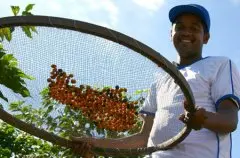 咖啡产地介绍——哥斯达尼加 哥斯达黎加咖啡质量怎么样？ 哥斯达