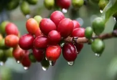 荷兰培育“咖啡母树”成就咖啡荣景 中东咖啡 咖啡的历史 印度 咖