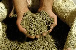 阿拉比卡豆 阿拉比卡豆的分布 阿拉比卡豆选购  咖啡豆阿拉比卡豆