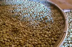 咖啡基础知识入门第三节 咖啡豆的分类 蓝山咖啡 摩卡 麝香猫咖啡