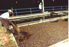 卢旺达咖啡豆种植 咖啡豆水洗 阿拉比卡咖啡 高质量的咖啡豆 口感