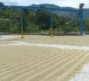 哥斯达黎加精品咖啡豆的种植 哥斯达黎加精品咖啡的现状 哥斯达黎