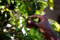 卢旺达精品咖啡风味描述 卢旺达咖啡的特点 卢旺达精品咖啡豆的品