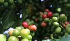 美洲产区巴拿马咖啡豆 巴拿马咖啡独特风味 巴拿马咖啡特征 巴拿