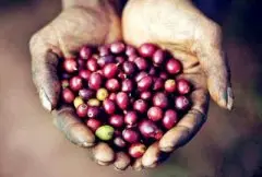 苏门答腊曼特宁精品咖啡豆的介绍 曼特宁咖啡的特点 曼特宁咖啡的