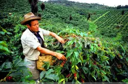 哥斯达黎加咖啡 哥斯达黎加咖啡的品种 哥斯达黎加阿拉比卡豆