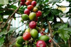 秘鲁咖啡 秘鲁咖啡豆 秘鲁咖啡的历史 南美洲的咖啡