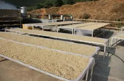 咖啡豆的处理过程 咖啡生豆 咖啡生豆处理  怎么洗咖啡生豆