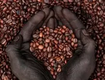 精品咖啡豆介绍——坦桑尼亚咖啡的风味 坦桑尼亚咖啡的特点 坦桑