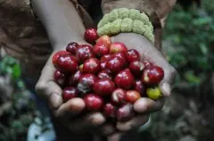 精品咖啡介绍——埃塞俄比亚精品咖啡 耶加雪菲咖啡 耶加雪菲的口