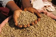 埃塞俄比亚精品咖啡介绍 埃塞俄比亚精品咖啡种植 非洲阿拉伯咖啡