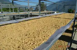 生豆 生豆的处理方法--巴西式半日晒 如何处理生豆 半日晒生豆