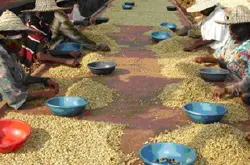 咖啡生豆的加工方法 咖啡生豆的处理方法和步骤