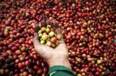 非洲精品咖啡豆产国介绍——埃塞俄比亚 埃塞俄比亚咖啡特点 埃塞