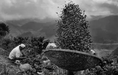 咖啡豆产地介绍——危地马拉精品咖啡豆 危地马拉咖啡的特点 危地