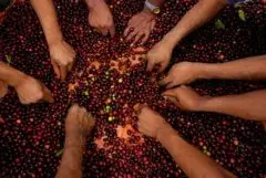 危地马拉精品咖啡介绍 危地马拉咖啡风味 危地马拉咖啡特点 危地