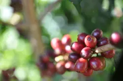 咖啡豆 咖啡产地中东和南亚 中东和南亚的咖啡豆  亚洲的咖啡