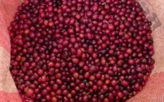 精品咖啡豆介绍 哥伦比亚特级精品咖啡 哥伦比亚咖啡的特点 哥伦