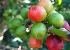 南美洲地区咖啡生产国介绍 精品咖啡豆产地介绍 巴西 哥伦比亚 秘