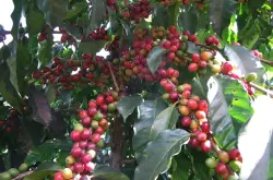 阿拉比卡豆 阿拉比卡豆的特色 咖啡产国卢旺达  卢旺达咖啡豆