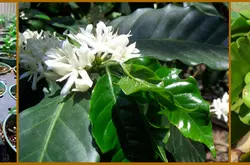 如何种植咖啡 咖啡树种植需要什么条件？咖啡树是怎么种植的