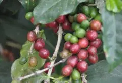 顶级咖啡豆——巴拿马瑰夏咖啡 瑰夏咖啡品质 巴拿马瑰夏咖啡品种