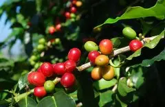 咖啡豆中的王者 牙买加蓝山咖啡 蓝山咖啡特点 蓝山咖啡种植 蓝山
